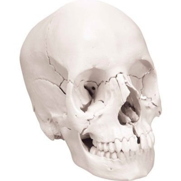 Fabrication Enterprises 3B® Anatomical Model - Anatomical Skull, Beauchene 22-Part 969690